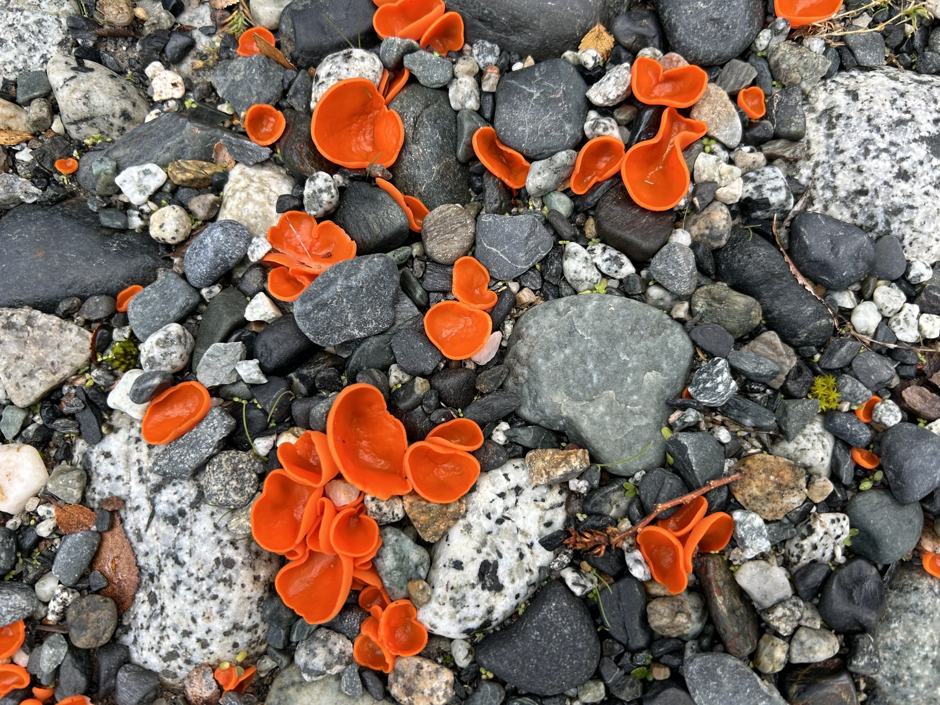 Patagonia piedras y hungos