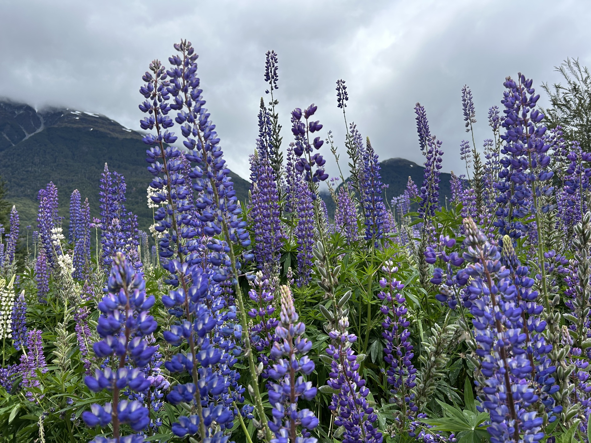 Patagonia lupinos