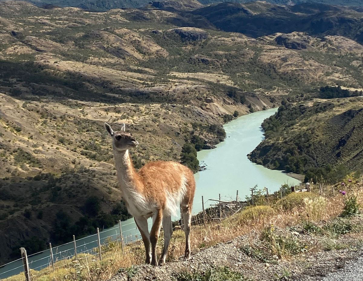 Patagonia guanaco