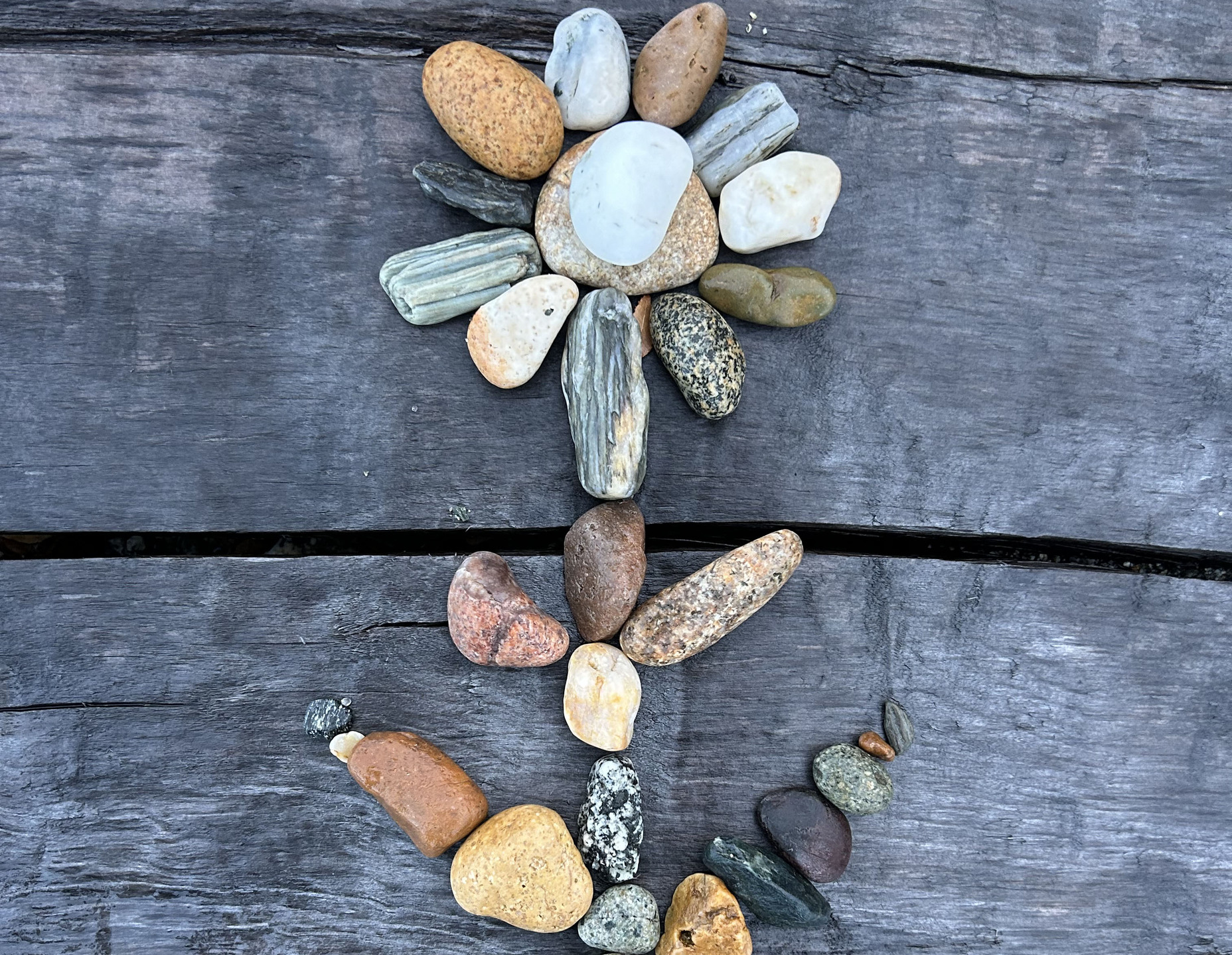 Patagonia flora de piedras